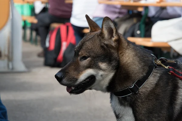 Cão shikoku — Fotografia de Stock