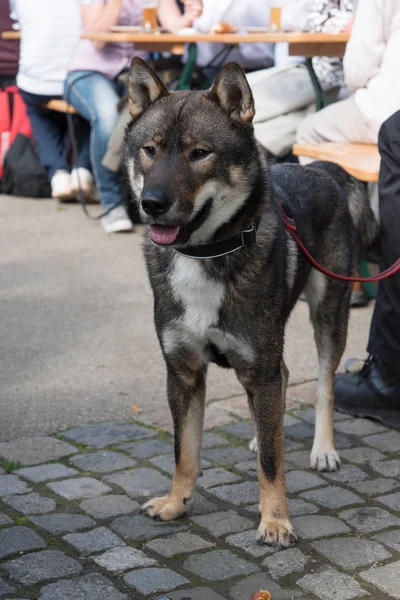 Perro Shikoku Jardín Cerveza —  Fotos de Stock