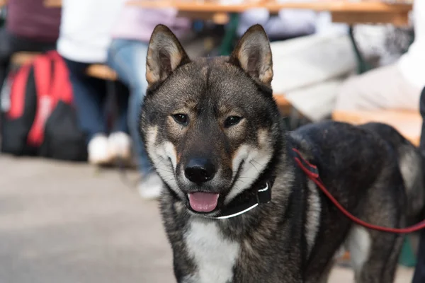 Shikoku köpek