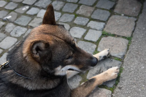 Cão shikoku — Fotografia de Stock