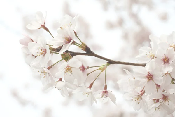 Kiraz çiçeği.