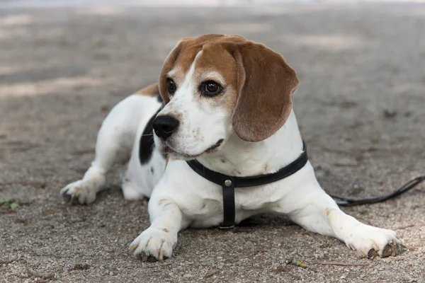 Cão beagle deitado no chão — Fotografia de Stock