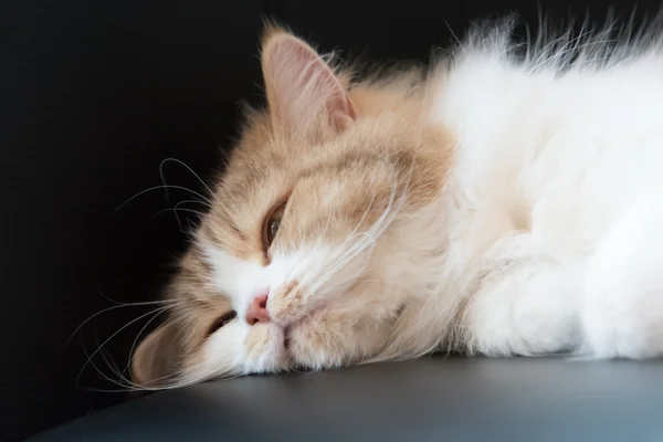 Αφράτο γάτα ύπνος — Φωτογραφία Αρχείου