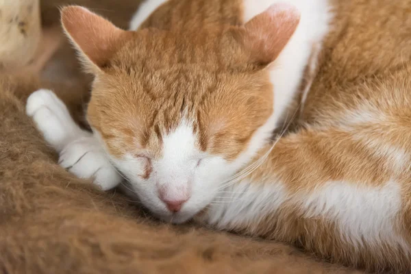 Gatto dormiente — Foto Stock