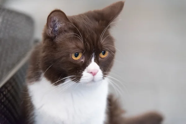 Gatto con sguardo scontroso — Foto Stock