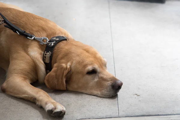 Tired golden retriever dog — Stockfoto