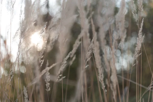 Güneş ışığı ile çimen çiçek — Stok fotoğraf