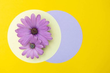 Sarı arka planda pembe çiçekler. Kart için parlak yerleşim.