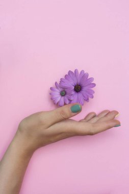 Pembe çiçekler ve pembe arka planda bir kadın elleri. Kart için parlak yerleşim.