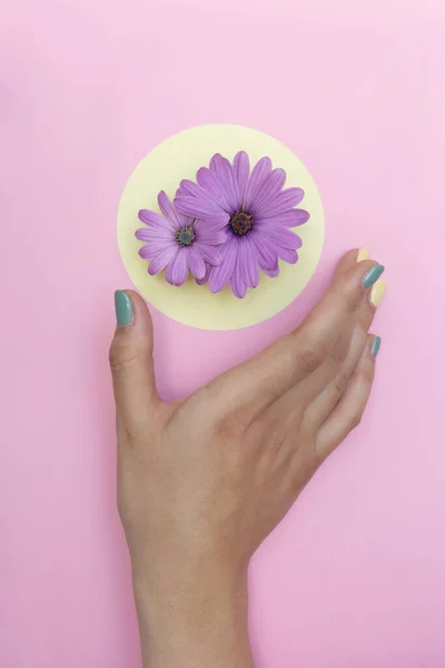 Rózsaszín Virágok Egy Rózsaszín Háttérrel Fényes Elrendezése Kártya — Stock Fotó