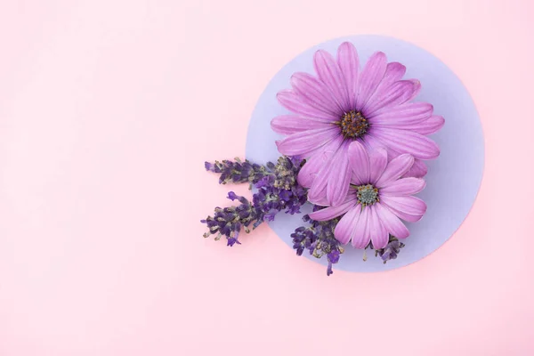 Rózsaszín Virágok Papír Kör Rózsaszín Háttérrel Fényes Elrendezés Egy Képeslaphoz — Stock Fotó