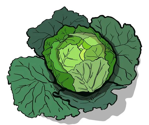 Cabbage vector illustration — Stock Vector