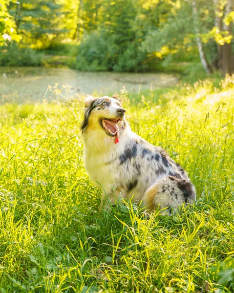 Lovely dog Australian Shepherd sitting in grass with tongue out and resting after morning walk in park