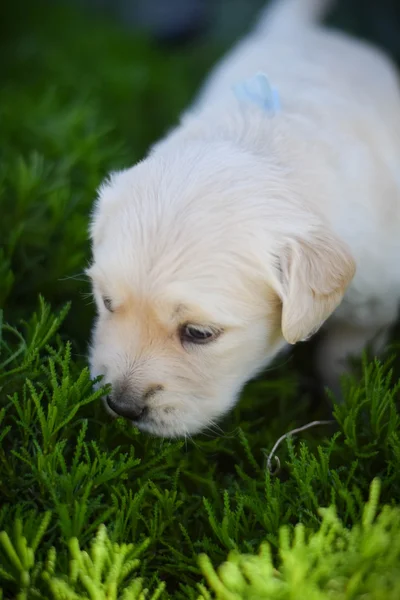 Huisdieren honden — Stockfoto