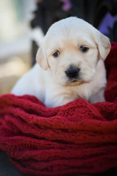 Pets. Dog. EYE. friend. — Stock Photo, Image