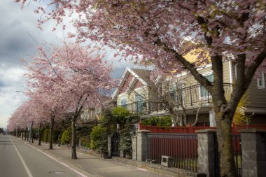 Richmond 'da kiraz çiçekleri 