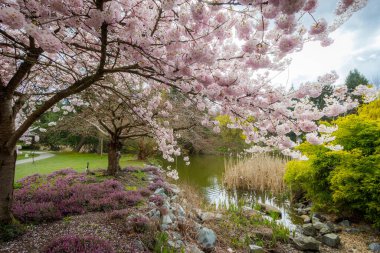 Richmond 'da kiraz çiçekleri 