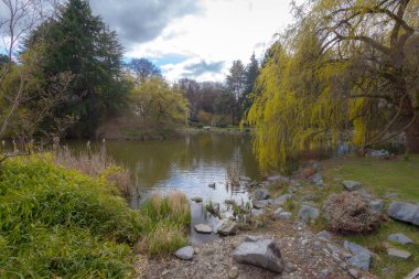 Richmond 'da kiraz çiçekleri 