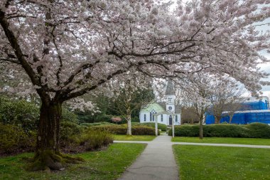 Richmond 'da kiraz çiçekleri 