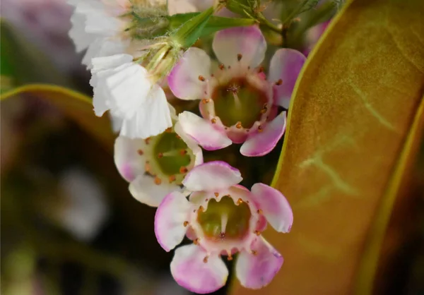 Flores Buquê Perto — Fotografia de Stock