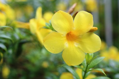 Allamanda cathartica Tayland