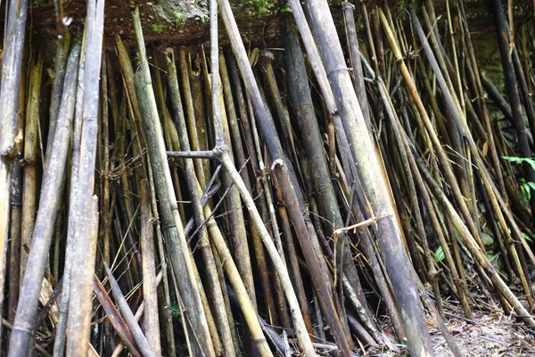 Arbre de bambou en Thaïlande — Photo