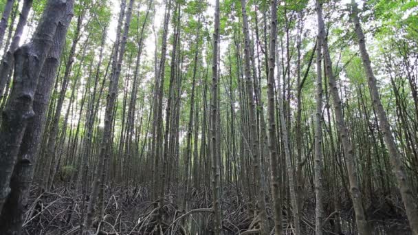 Mangrovové stromy — Stock video