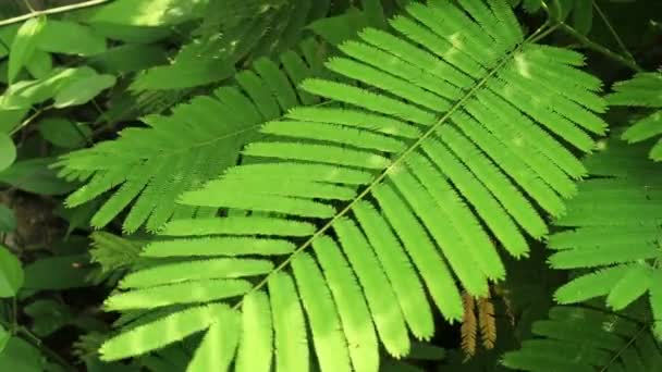 Acacia leaves — Stock Video
