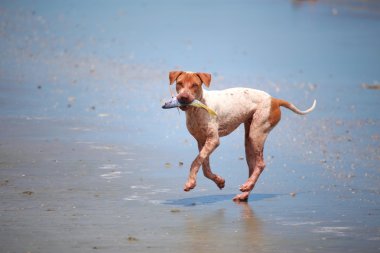 Balık taşıyan köpekler