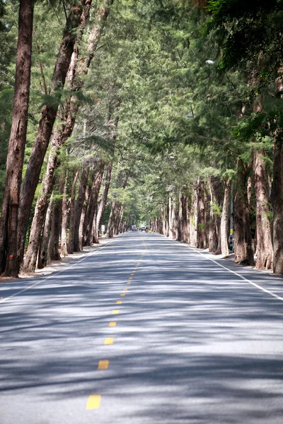 Curvas de carretera rural de dos carriles a lo largo de un bosque de pinos — Foto de Stock