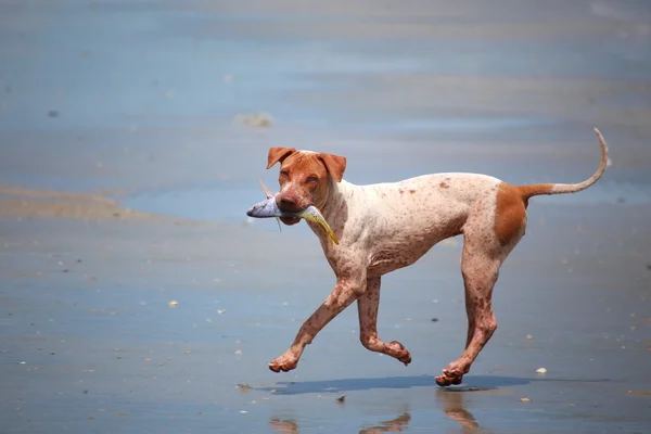 Balık taşıyan köpekler