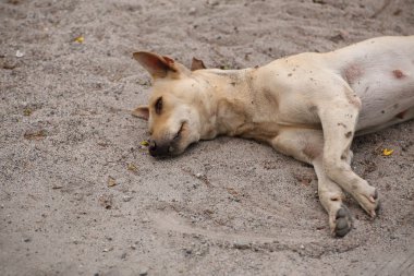 köpek Tayland'da uyku