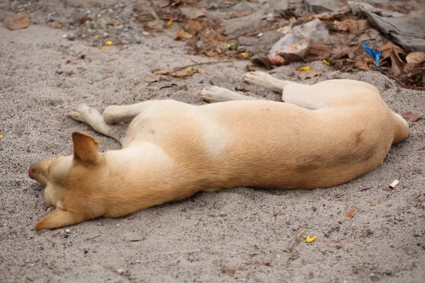 köpek Tayland'da uyku