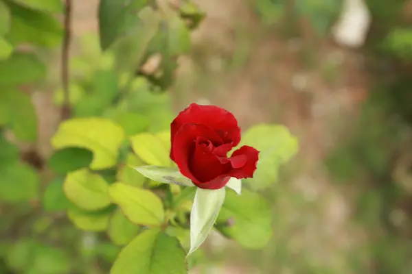 Rosas rojas naturaleza — Foto de Stock