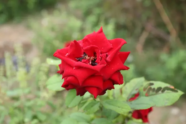 Czerwone róże natura — Zdjęcie stockowe