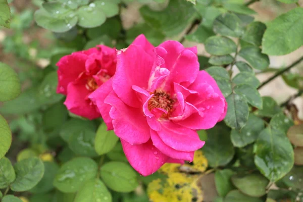 Přírodní růžová růže — Stock fotografie