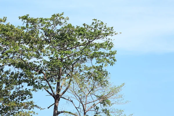 Зеленые листья на голубом фоне неба — стоковое фото