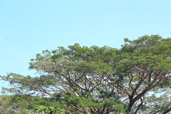 Folhas verdes no fundo céu azul — Fotografia de Stock