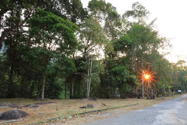 Światło słoneczne przez las — Zdjęcie stockowe