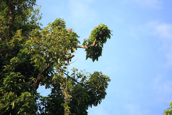 Зеленые листья на голубом фоне неба — стоковое фото