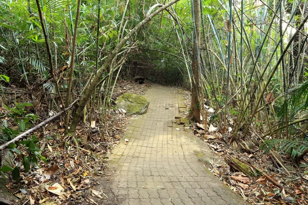 Tunnel de bambou à Chanthaburi en Thaïlande — Photo