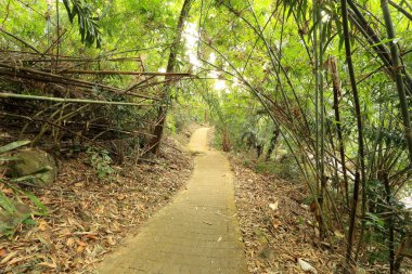 Bambu tünelde Chanthaburi Tayland at