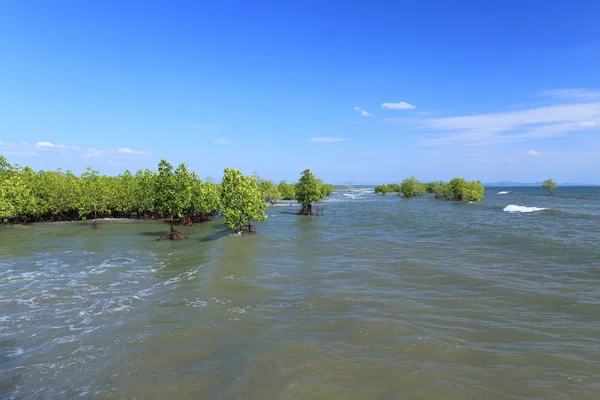 Mangroves — Photo