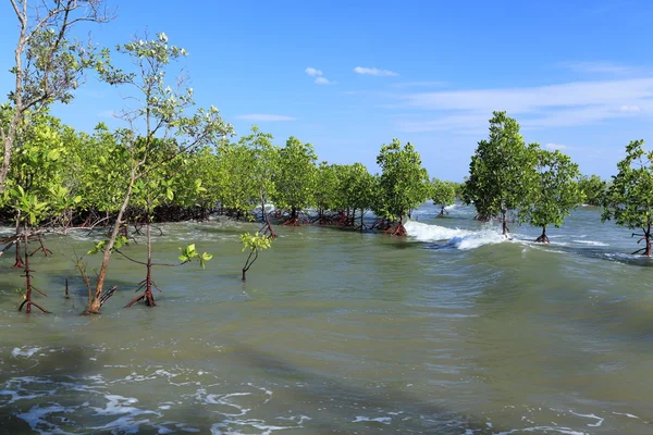 Mangroves — Photo