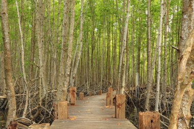 Mangrov orman ve ahşap köprü