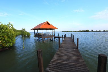 Mangrov orman ve ahşap köprü