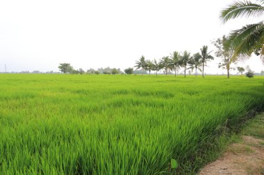 Tayland 'daki pirinç tarlaları