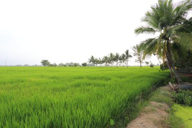 Tayland 'daki pirinç tarlaları