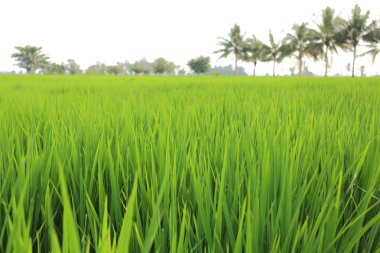 Tayland 'daki pirinç tarlaları
