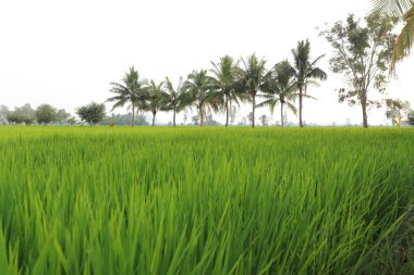 Tayland 'daki pirinç tarlaları